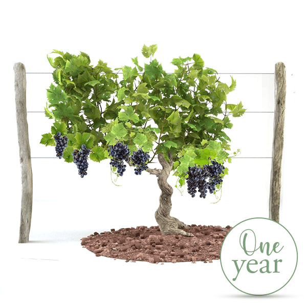 Tuscan Vine Torciano - 1 year